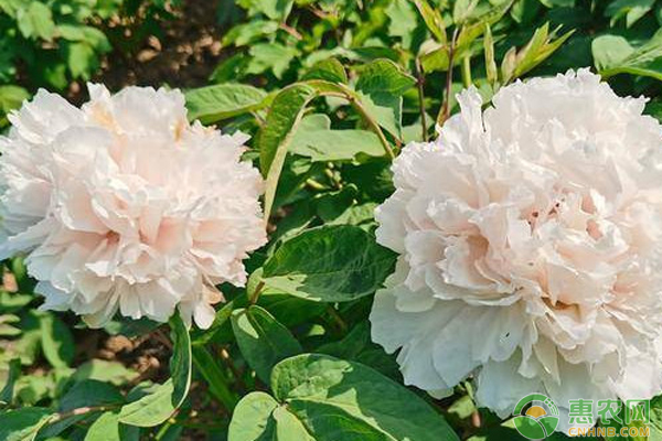 牡丹怎么种植？-图片版权归惠农网所有