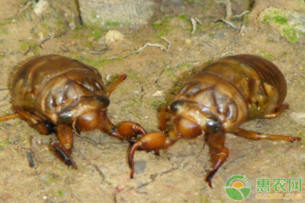 知了猴的人工养殖技术-图片版权归惠农网所有