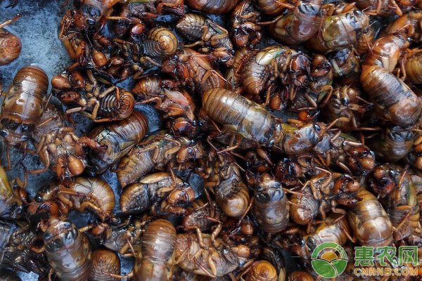 知了猴的人工养殖技术-图片版权归惠农网所有