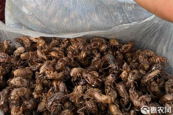 蝉怎么养殖?-图片版权归惠农网所有