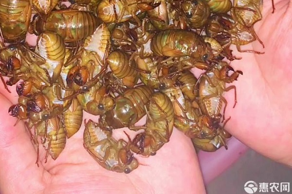蝉怎么养殖?-图片版权归惠农网所有
