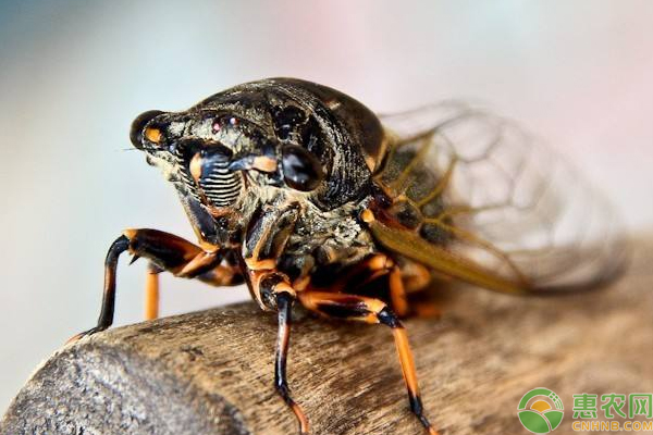 知了猴怎么养? 知了猴怎么养?浅谈知了猴的养殖前景与养殖技术-图片版权归惠农网所有