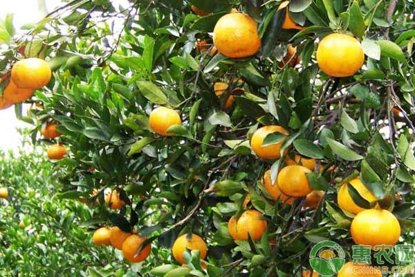 柑橘种植:柑橘多头高接换种技术要点浅析 柑橘种植:柑橘多头高接换种技术要点浅析-图片版权归惠农网所有
