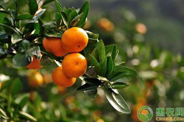 柑橘种植:柑橘多头高接换种技术要点浅析 柑橘种植:柑橘多头高接换种技术要点浅析-图片版权归惠农网所有