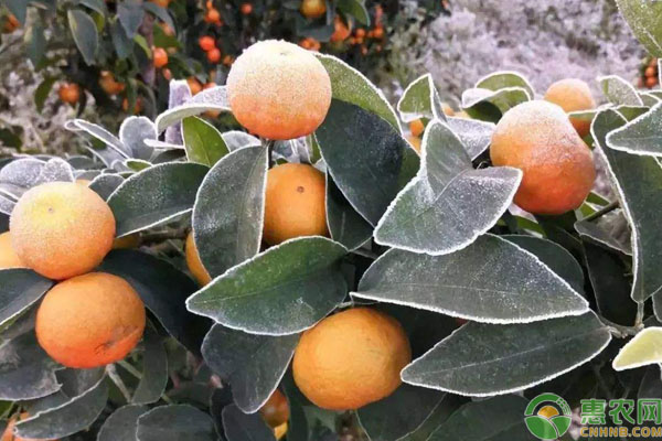柑橘冬季管理要点-图片版权归惠农网所有