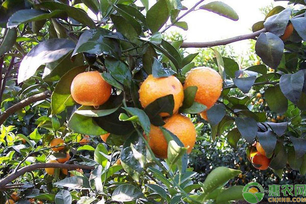 柑橘冬季管理要点-图片版权归惠农网所有