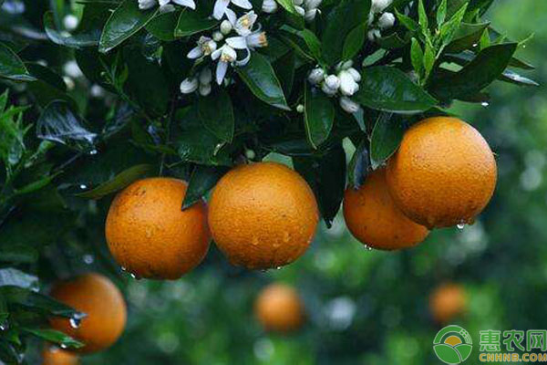 柑橘冬季管理要点-图片版权归惠农网所有