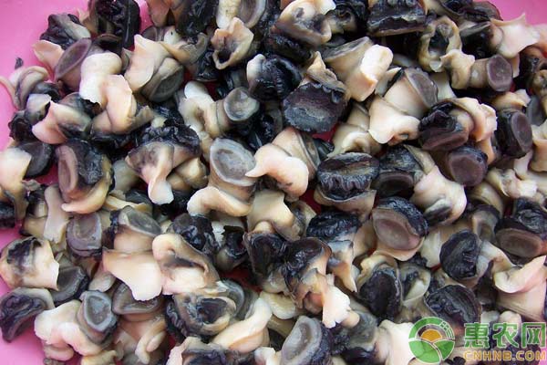 田螺怎么养?养殖田螺赚钱么? 田螺怎么养?养殖田螺赚钱么?-图片版权归惠农网所有