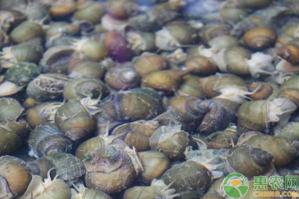 田螺怎么养?养殖田螺赚钱么? 田螺怎么养?养殖田螺赚钱么?-图片版权归惠农网所有