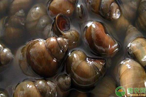 田螺吃什么食物？田螺要怎么养？-图片版权归惠农网所有