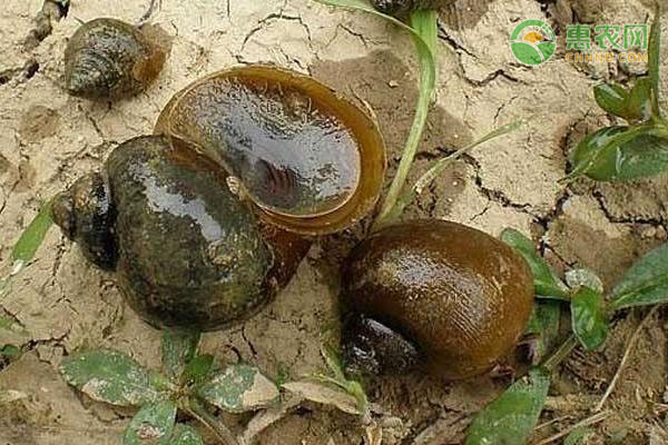 田螺吃什么食物？田螺要怎么养？-图片版权归惠农网所有