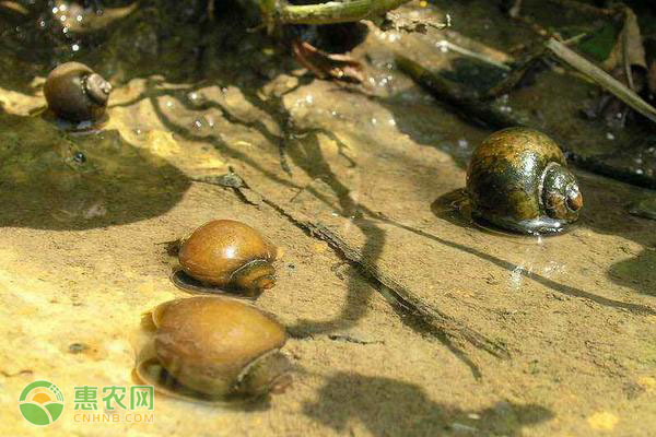 田螺吃什么食物？田螺要怎么养？-图片版权归惠农网所有