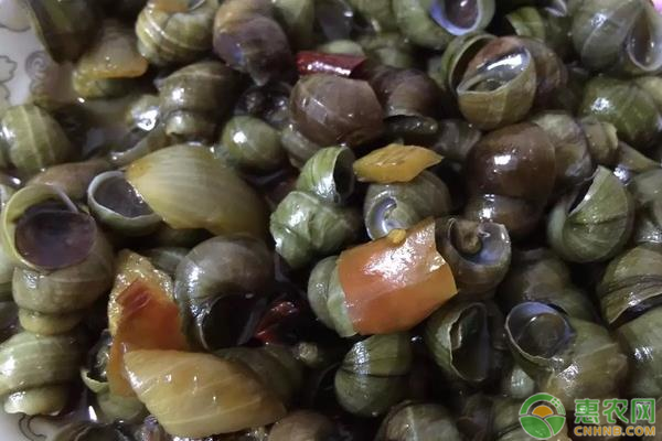 田螺怎么养殖？-图片版权归惠农网所有