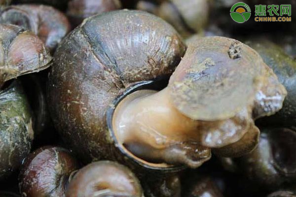 田螺怎么养殖？-图片版权归惠农网所有