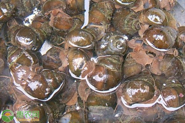 田螺怎么养殖？-图片版权归惠农网所有