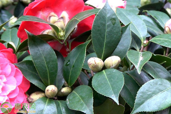 茶花怎么养殖?-图片版权归惠农网所有