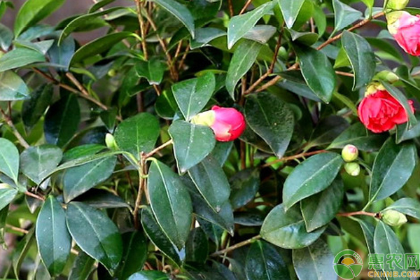 茶花怎么养殖?-图片版权归惠农网所有