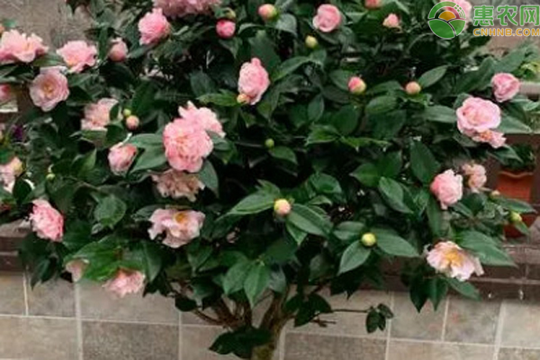 茶花怎么养殖?-图片版权归惠农网所有