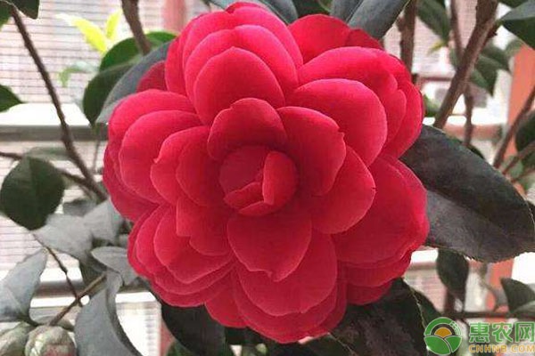 茶花怎么修剪?-图片版权归惠农网所有