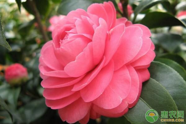 茶花浇水的正确方法-图片版权归惠农网所有