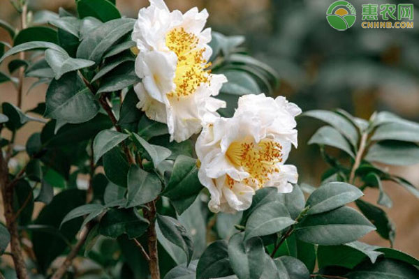 茶花的正确养护方法-图片版权归惠农网所有