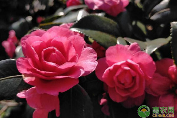 茶花的正确养护方法-图片版权归惠农网所有