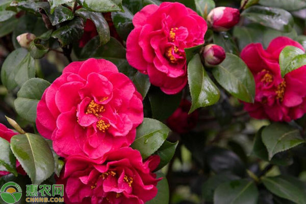 茶花的正确养护方法-图片版权归惠农网所有