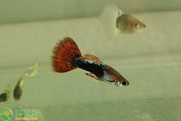 如何养好孔雀鱼？适合孔雀鱼生长的最佳环境是什么？-图片版权归惠农网所有