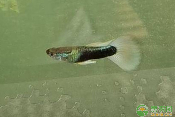 如何养好孔雀鱼？适合孔雀鱼生长的最佳环境是什么？-图片版权归惠农网所有