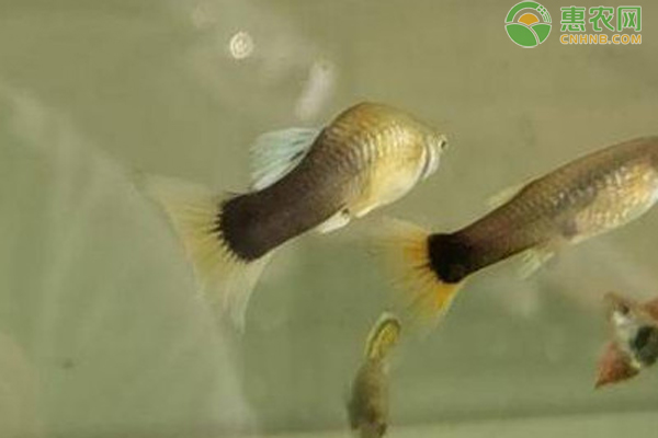 如何养好孔雀鱼？适合孔雀鱼生长的最佳环境是什么？-图片版权归惠农网所有