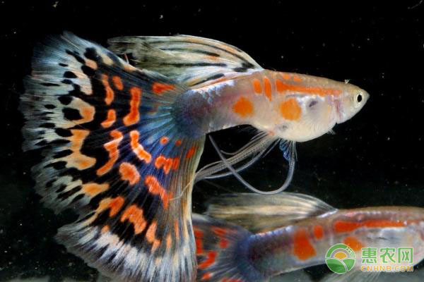 孔雀鱼的养殖技术及养护管理-图片版权归惠农网所有