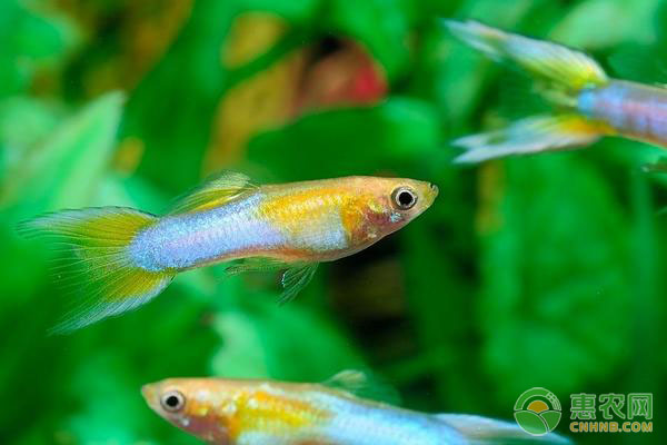 孔雀鱼的养殖技术及养护管理-图片版权归惠农网所有