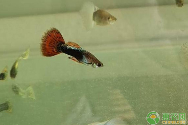 孔雀鱼养殖方法和注意事项-图片版权归惠农网所有