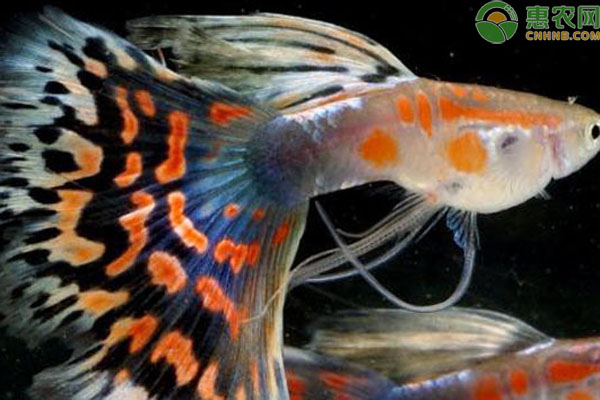 孔雀鱼养殖方法和注意事项-图片版权归惠农网所有