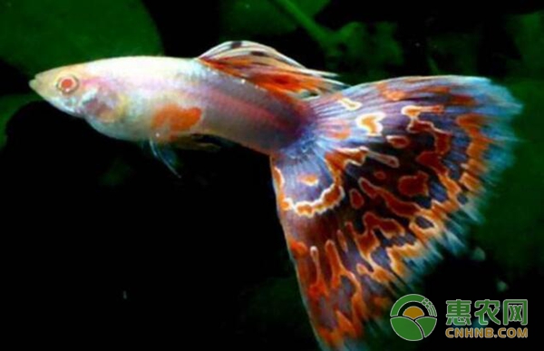 孔雀鱼的日常饲养要点-图片版权归惠农网所有