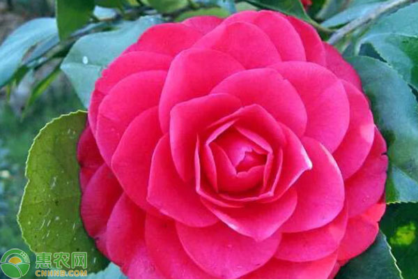 茶花的养殖方法和注意事项-图片版权归惠农网所有