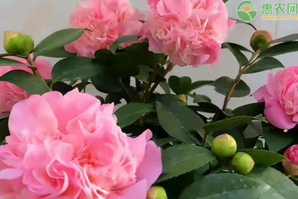 茶花的养殖方法和注意事项-图片版权归惠农网所有