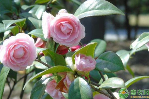 茶花的养殖方法和注意事项-图片版权归惠农网所有
