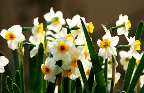 水仙栽培及管理要点介绍-图片版权归惠农网所有