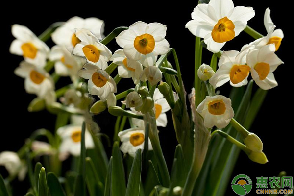 水仙花怎么栽培?浅谈水仙花栽培管理技巧 水仙花怎么栽培?浅谈水仙花栽培管理技巧-图片版权归惠农网所有