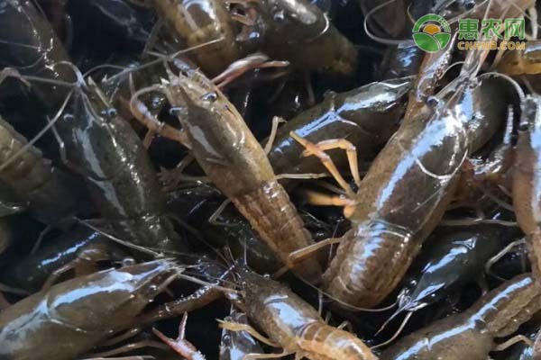 青虾的高产养殖技术-图片版权归惠农网所有