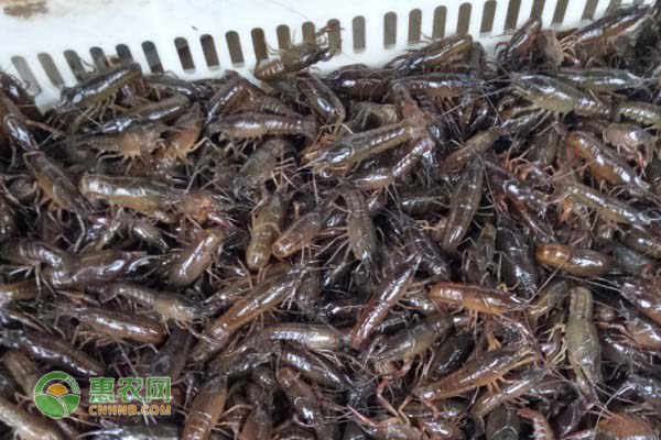 青虾的高产养殖技术-图片版权归惠农网所有
