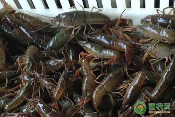 青虾的高产养殖技术-图片版权归惠农网所有