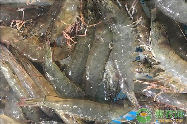 青虾人工养殖技术要点-图片版权归惠农网所有