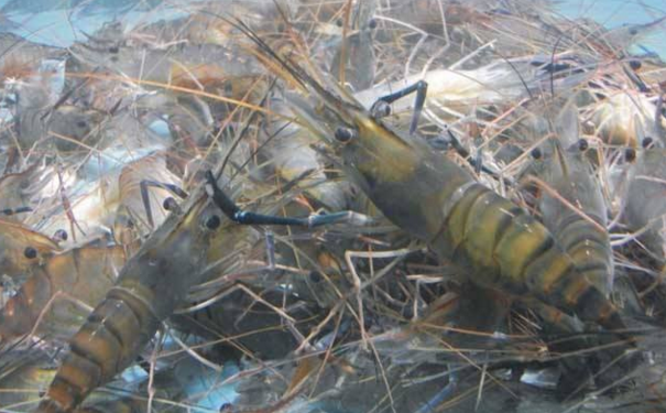 青虾养殖如何做好越冬管理措施-图片版权归惠农网所有