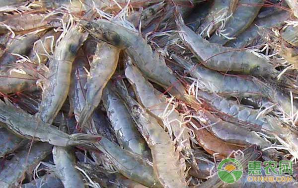 青虾人工养殖技术要点-图片版权归惠农网所有