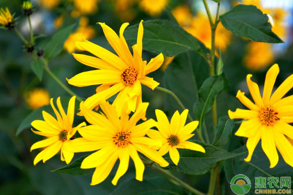 菊芋套种魔芋的技术-图片版权归惠农网所有