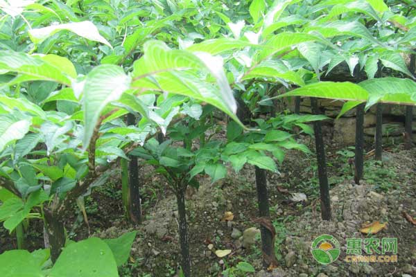 菊芋套种魔芋的技术-图片版权归惠农网所有