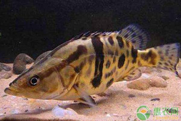 活鳜鱼的养殖技术是怎样的？-图片版权归惠农网所有