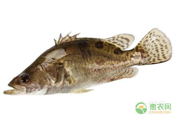 鳜鱼套养、单养是什么意思?鳜鱼网箱养殖技术要点 鳜鱼网箱养殖-图片版权归惠农网所有